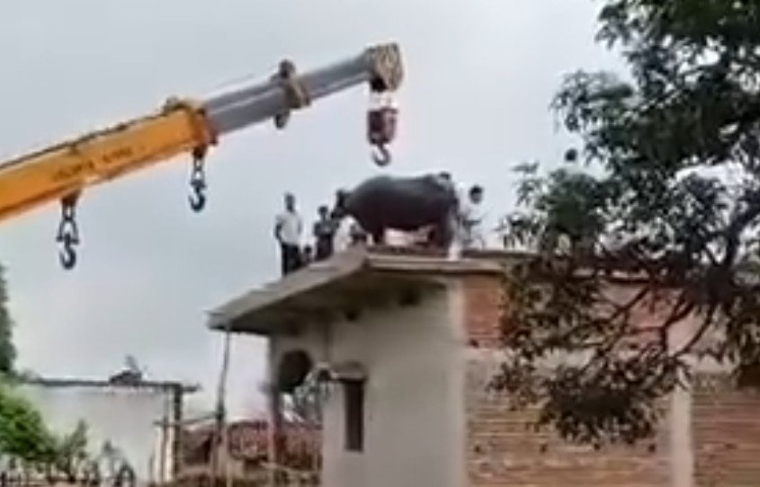 MP में मकान के छत पर चढ़ गई भैंस, आत्महत्या की करने लगी कोशिश, गांव वाले हो गए हैरान, देखें वीडियो