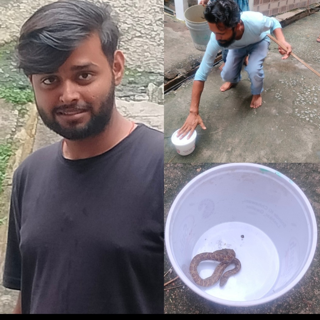 ग्वालियर की लक्ष्मण तलैया पर नाली में छुपकर बैठा था अजगर, दो युवा गोलू और मनीष ने दिखाया जज्बा, रेस्क्यू कर सुरक्षित स्थान पर छोड़ा ग्वालियर की लक्ष्मण तलैया पर नाली में छुपकर बैठा था अजगर, दो युवा गोलू और मनीष ने दिखाया जज्बा, रेस्क्यू कर सुरक्षित स्थान पर छोड़ा