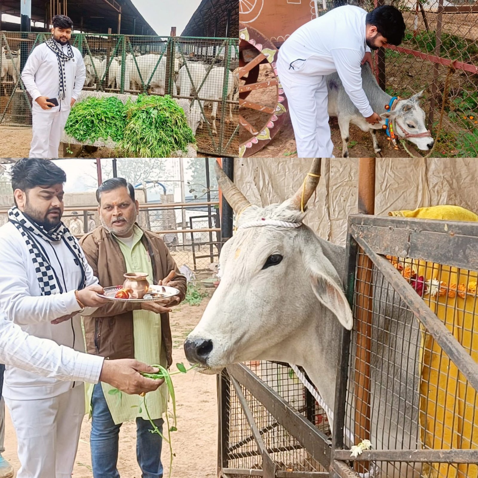 सेवा और संस्कार के साथ मनाया जन्मदिन, गौशाला पहुंचे लॉयर व युवा पत्रकार हिमांश शर्मा, किया गो-पूजन सेवा और संस्कार के साथ मनाया जन्मदिन, गौशाला पहुंचे लॉयर व युवा पत्रकार हिमांश शर्मा, किया गो-पूजन